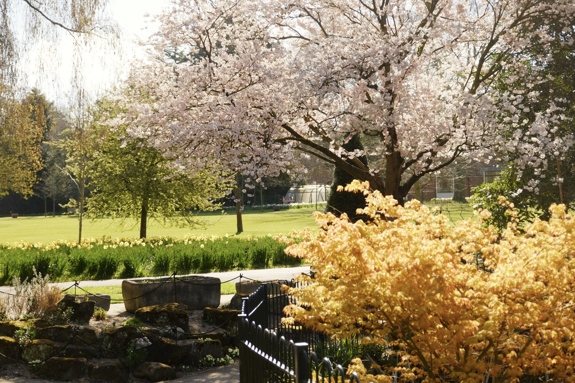 Trees